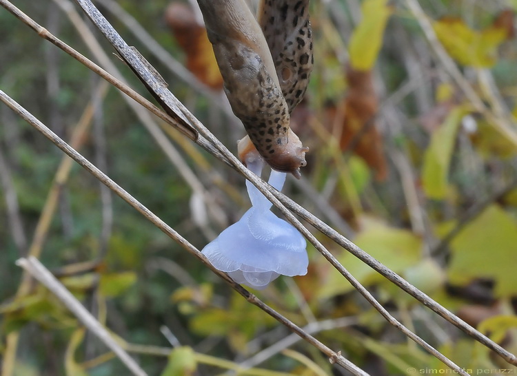 Accoppiamento di Limax maximus in terra pisana